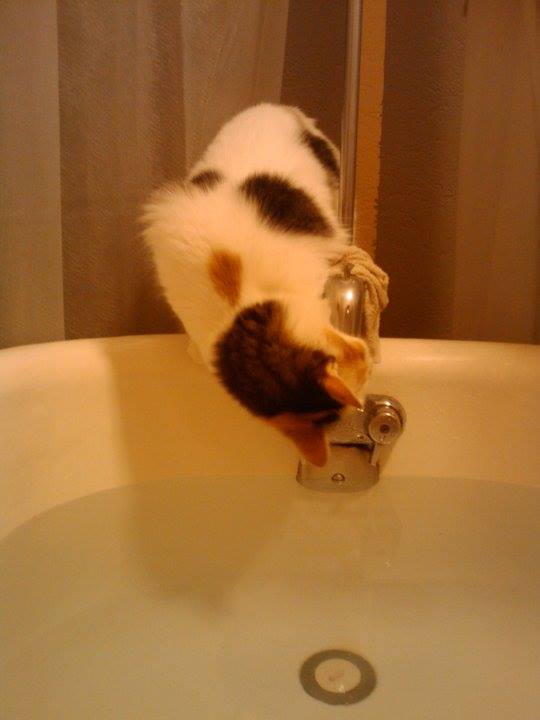 A cat reaching for a tub faucet, about to fall in.
